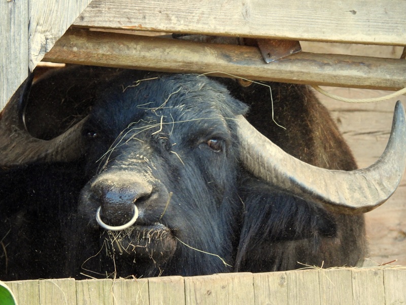Ratschendorf quer (13)