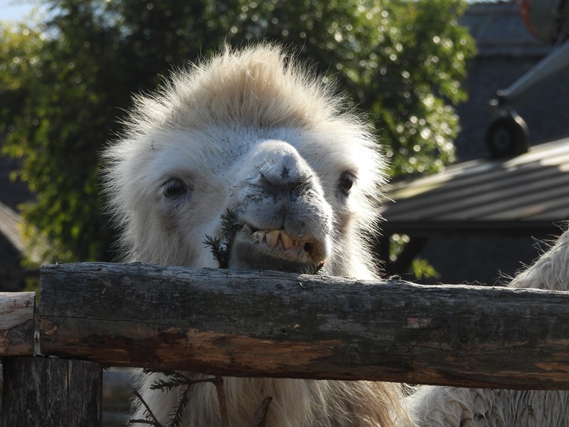 Ratschendorf quer (15)