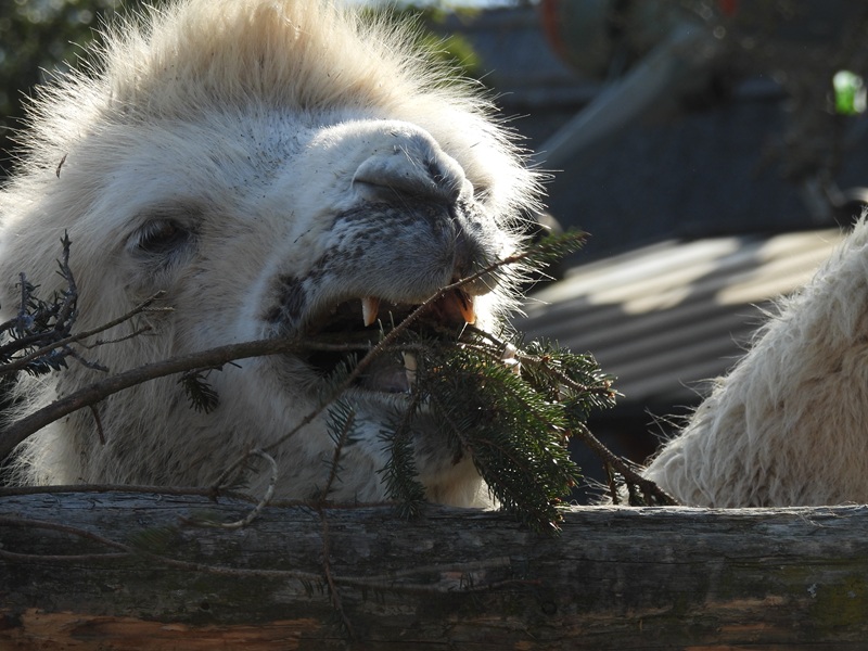 Ratschendorf quer (16)