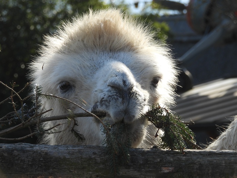 Ratschendorf quer (17)