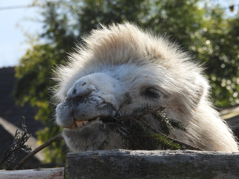 Ratschendorf quer (18)