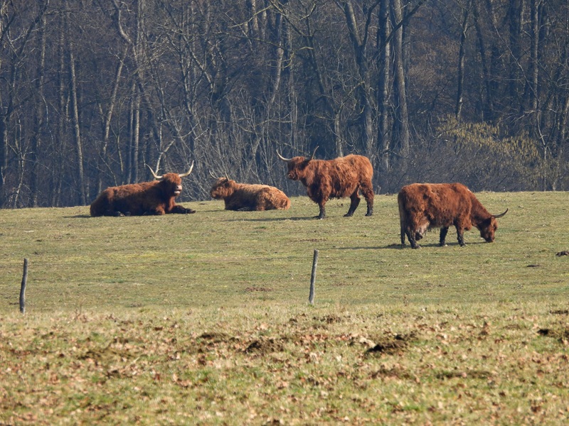 Ratschendorf quer (22)