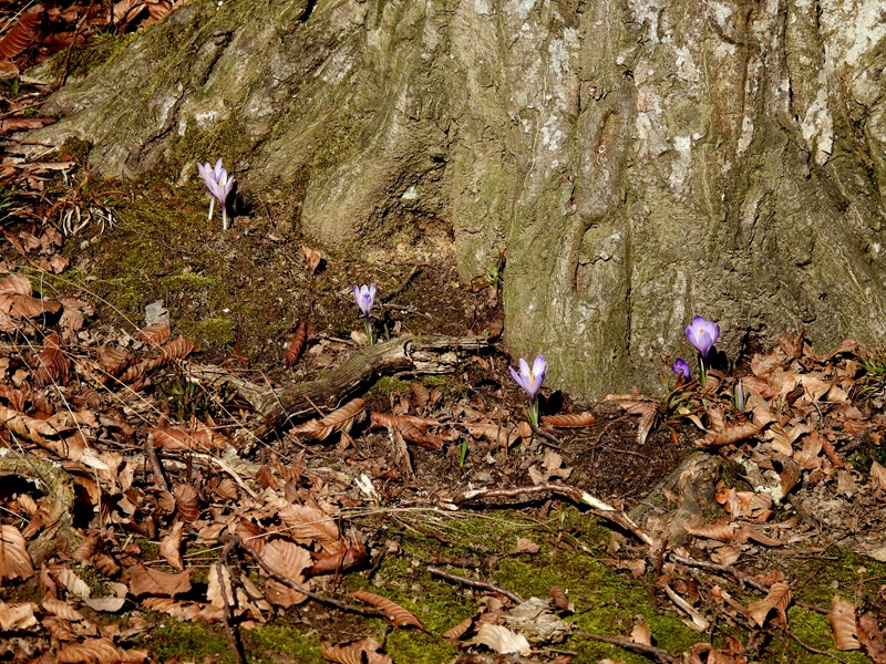 Ratschendorf quer (23)
