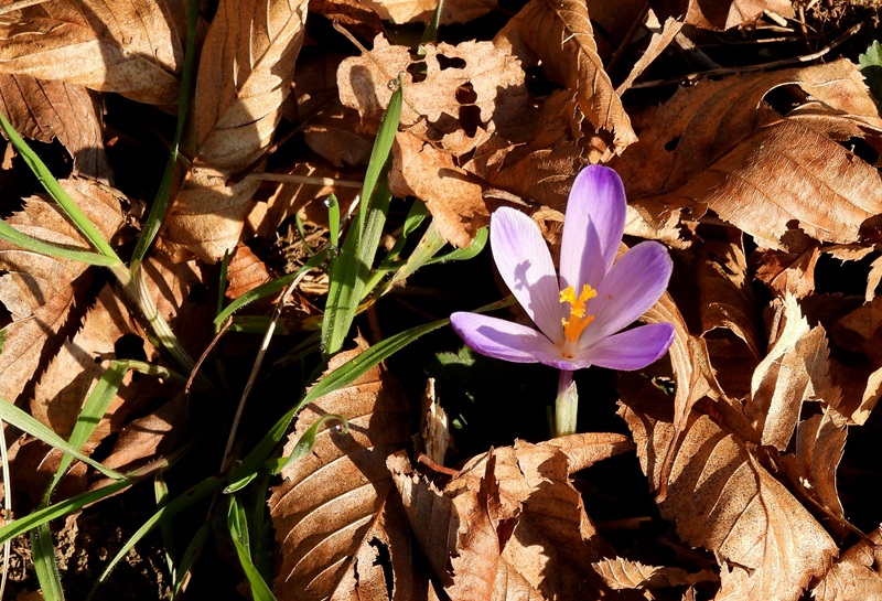 Ratschendorf quer (24)