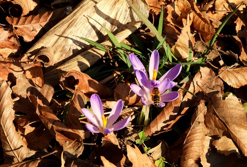 Ratschendorf quer (25)