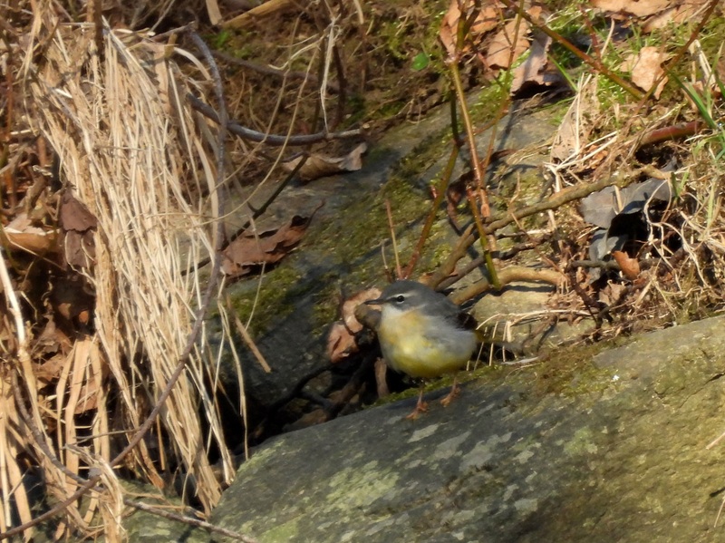 Ratschendorf quer (27)