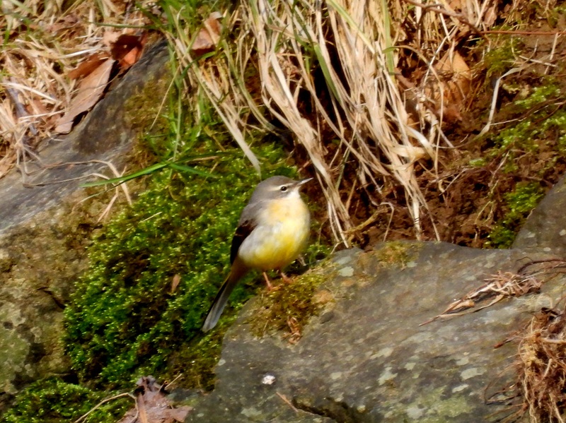 Ratschendorf quer (28)