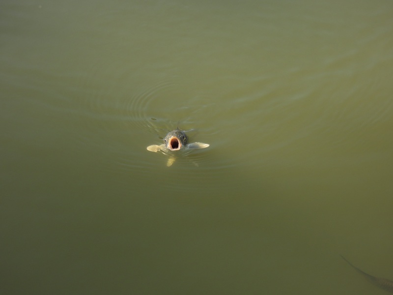 Ratschendorf quer (3)