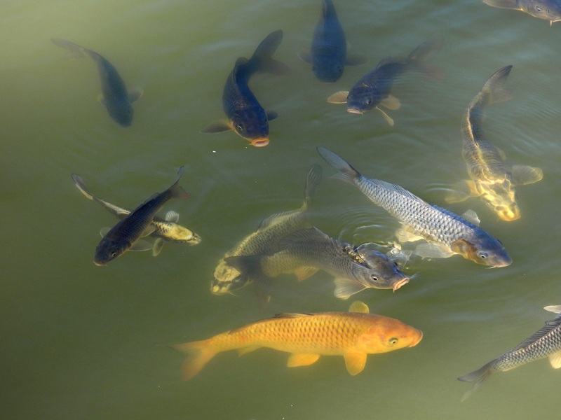 Ratschendorf quer (4)