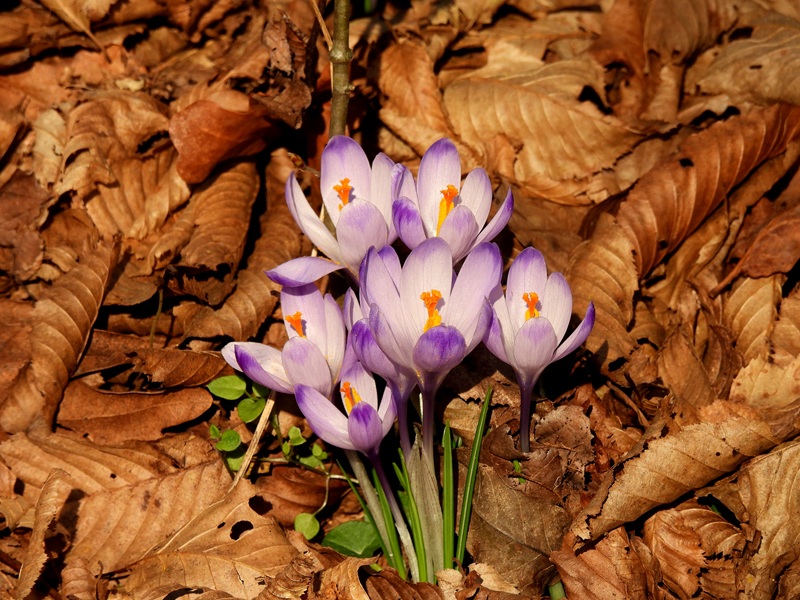 Ratschendorf quer (5)