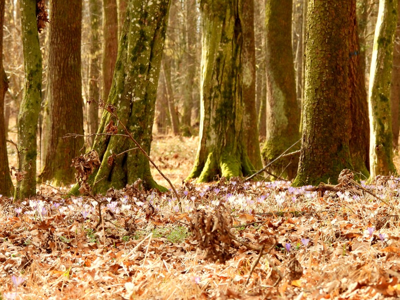 Ratschendorf quer (7)