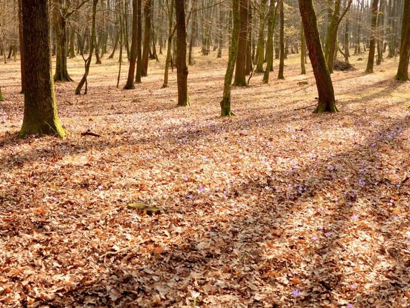 Ratschendorf quer (8)