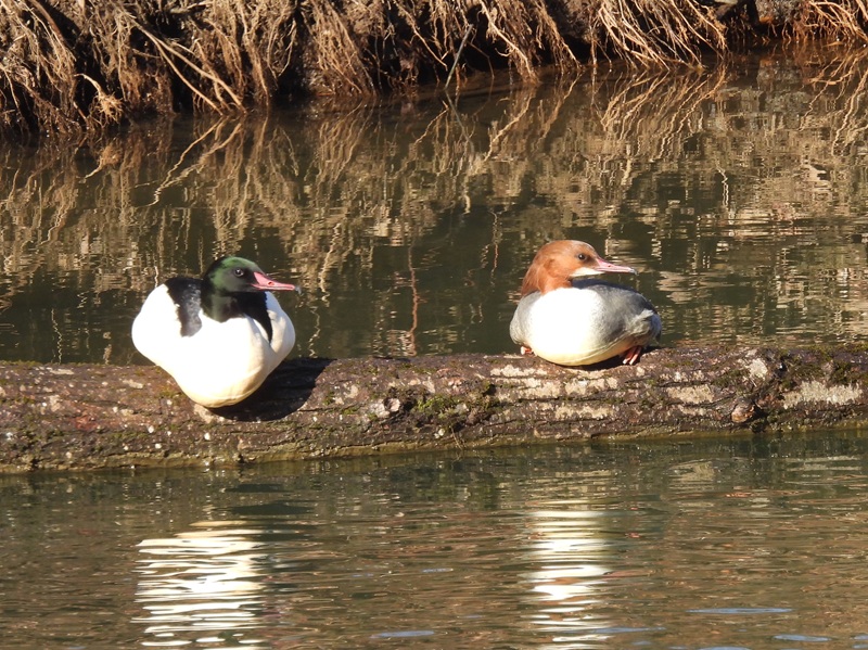 Seggauberg quer (14)