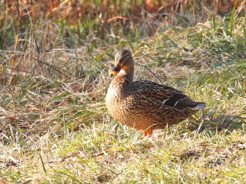 Seggauberg quer (17)