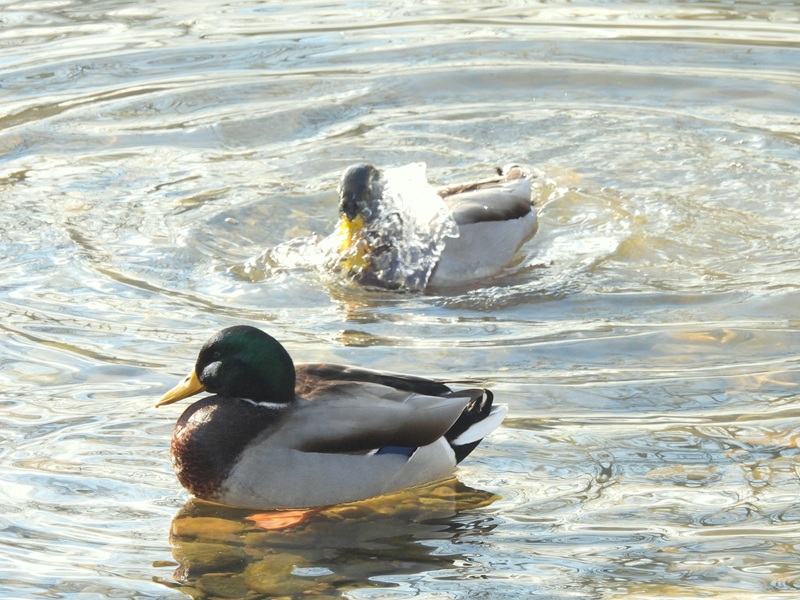 Seggauberg quer (26)