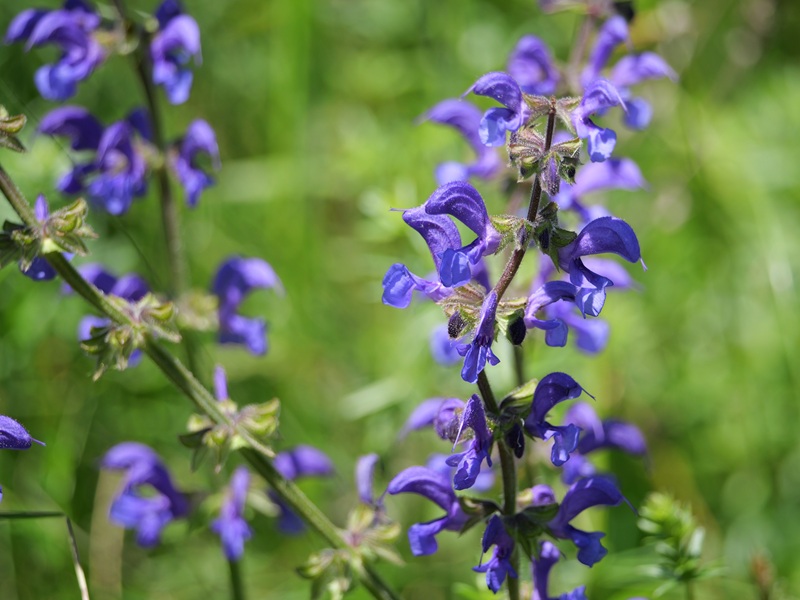 Stadtschlaining quer (1)