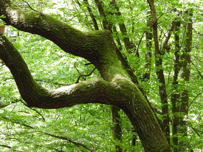 Stadtschlaining quer (10)