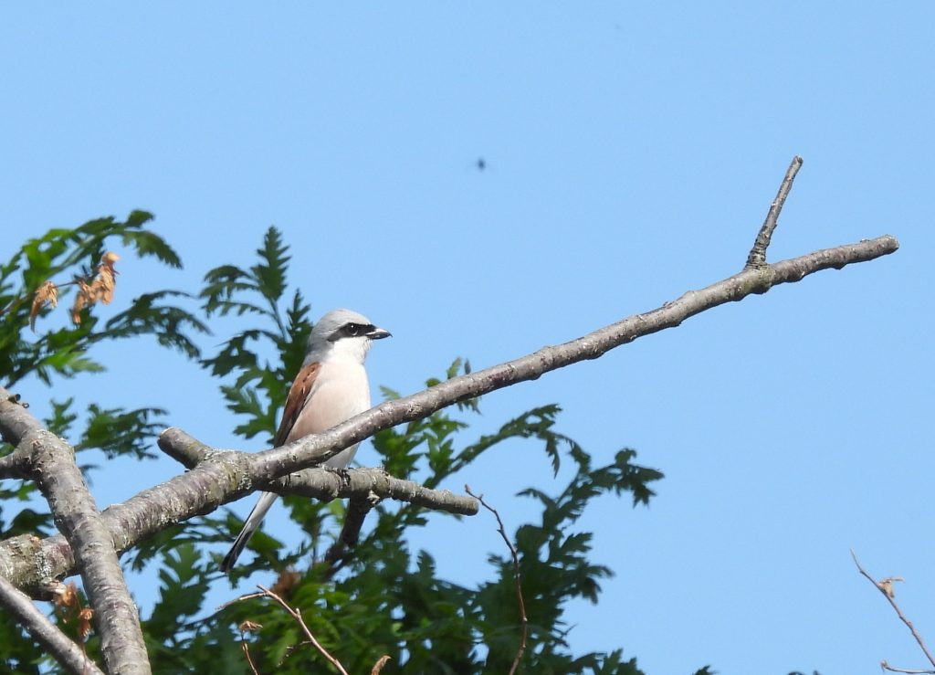 Stadtschlaining quer (17)