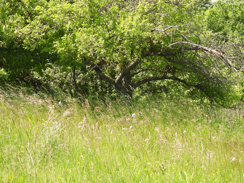Stadtschlaining quer (18)