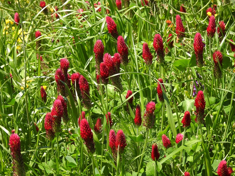 Stadtschlaining quer (19)