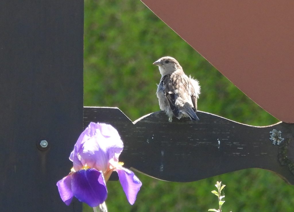 Stadtschlaining quer (21)