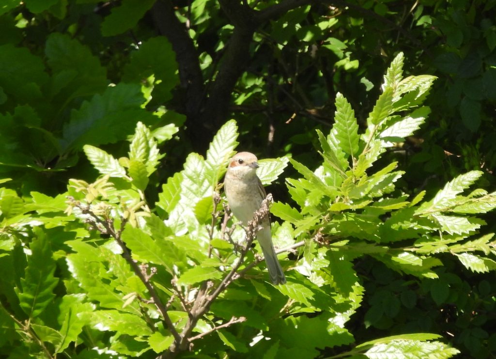 Stadtschlaining quer (23)