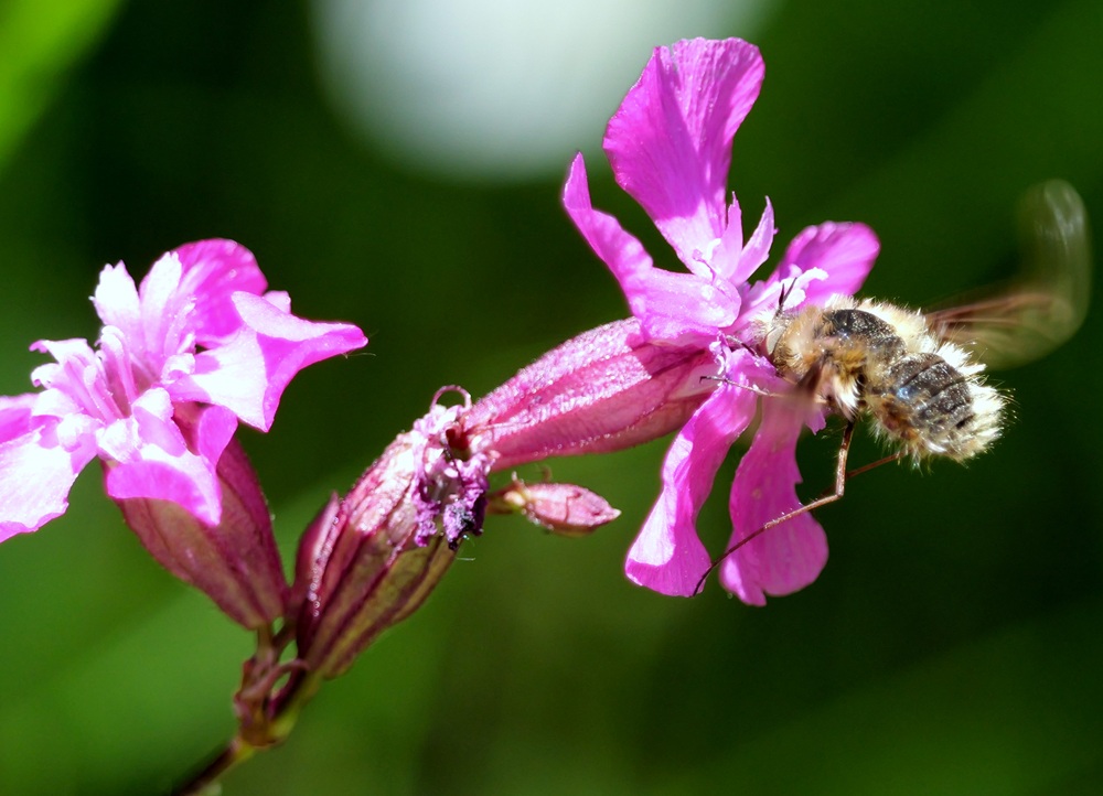 Stadtschlaining quer (3)