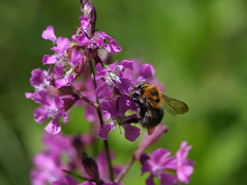 Stadtschlaining quer (4)