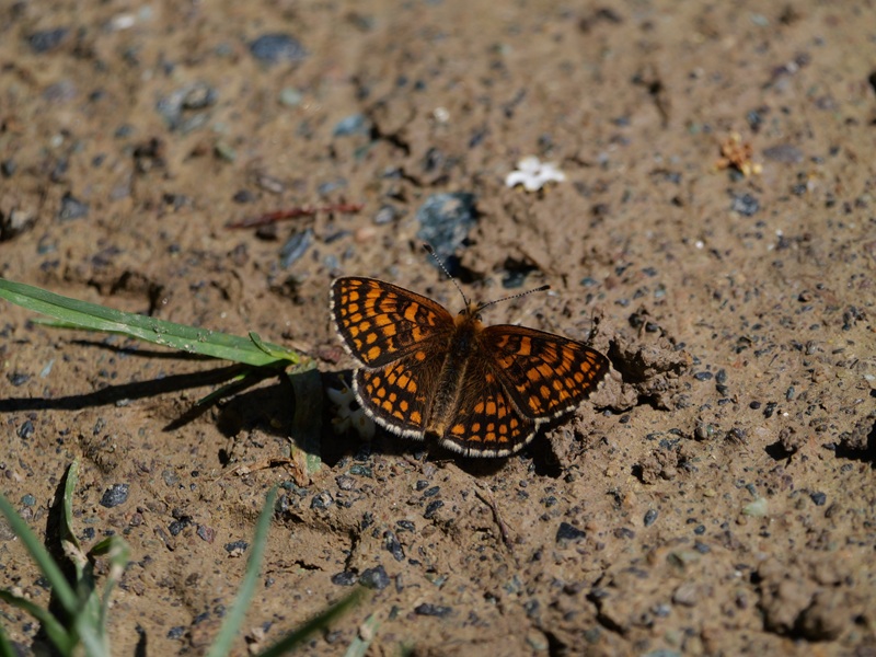 Stadtschlaining quer (5)