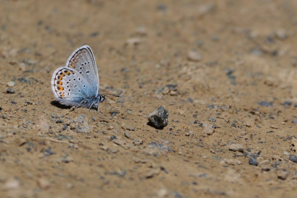 Stadtschlaining quer (6)