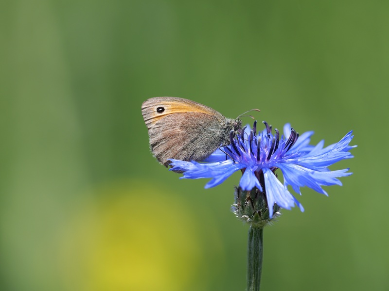 Stadtschlaining quer (7)