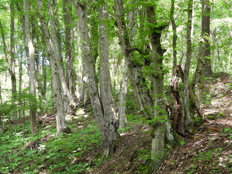 Stadtschlaining quer (9)