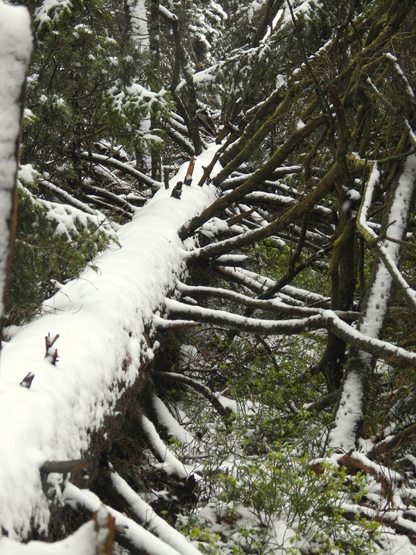 Tanner Moor hoch (8)