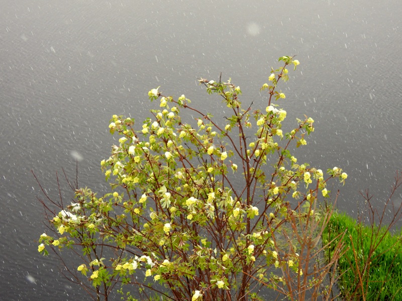 Tanner Moor quer (1)