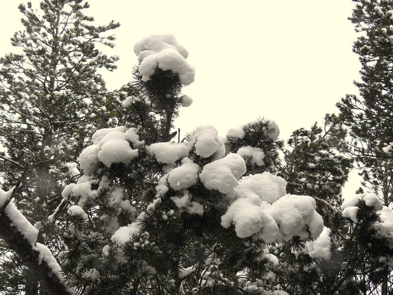 Tanner Moor quer (13)