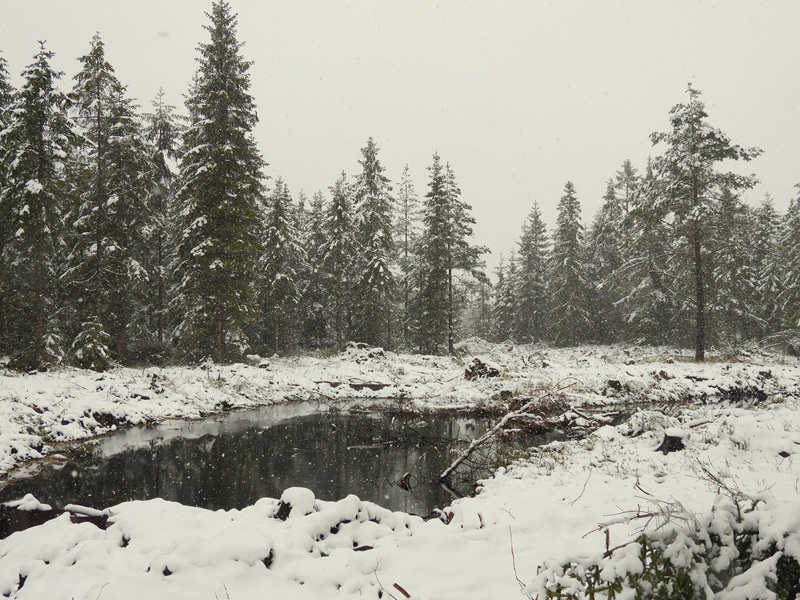 Tanner Moor quer (5)