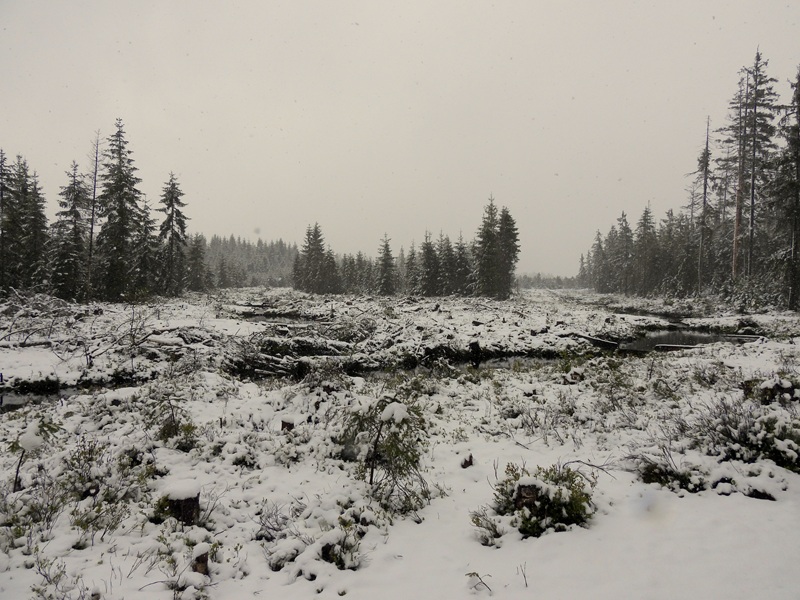 Tanner Moor quer (6)