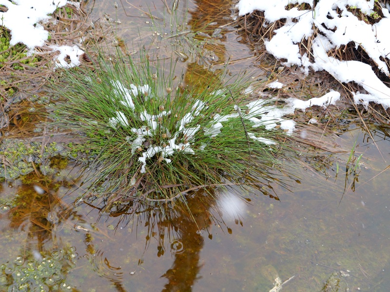 Tanner Moor quer (8)