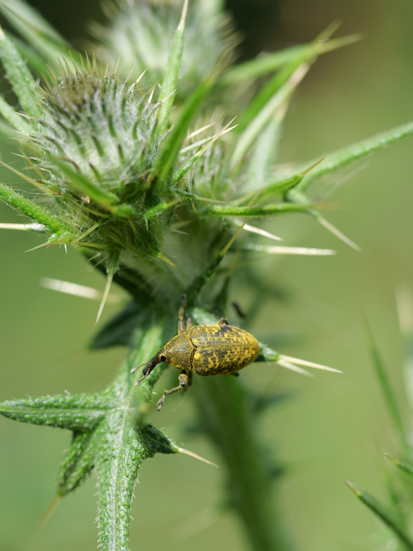 Vogelthemenweg hoch (1)