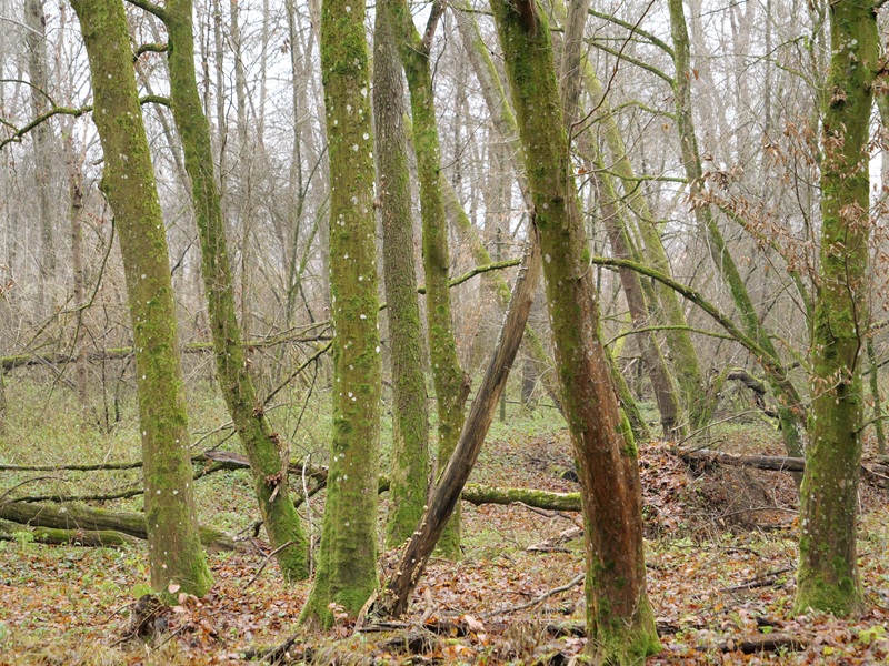 Weitendorf quer (13)