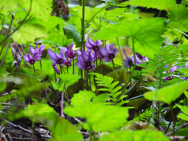 Kesselfall quer (10)