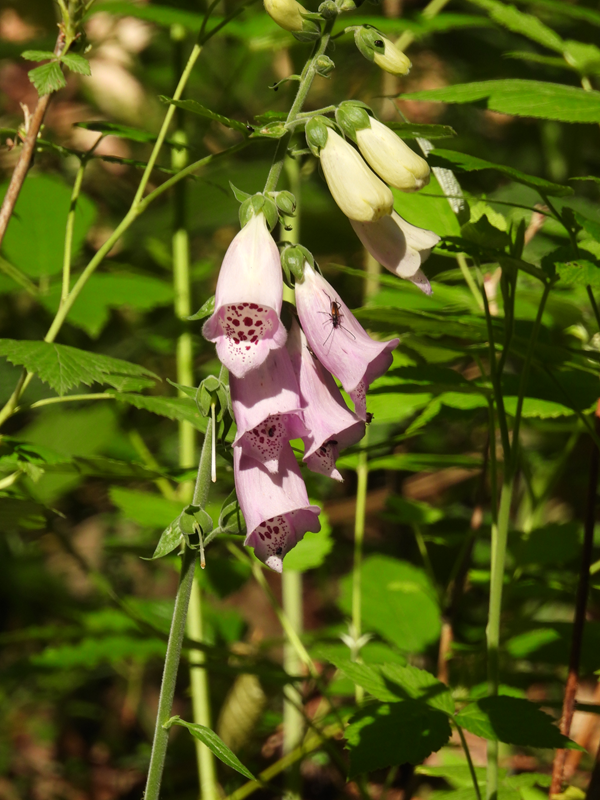 Lockenhaus hoch (10)