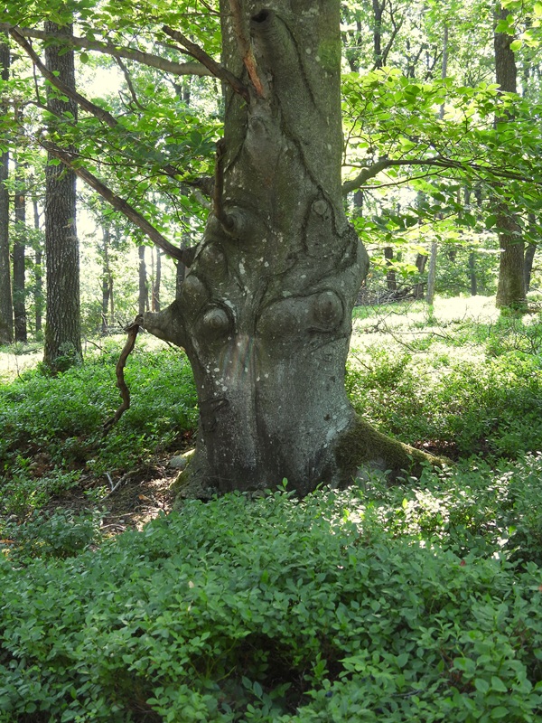 Lockenhaus hoch (11)