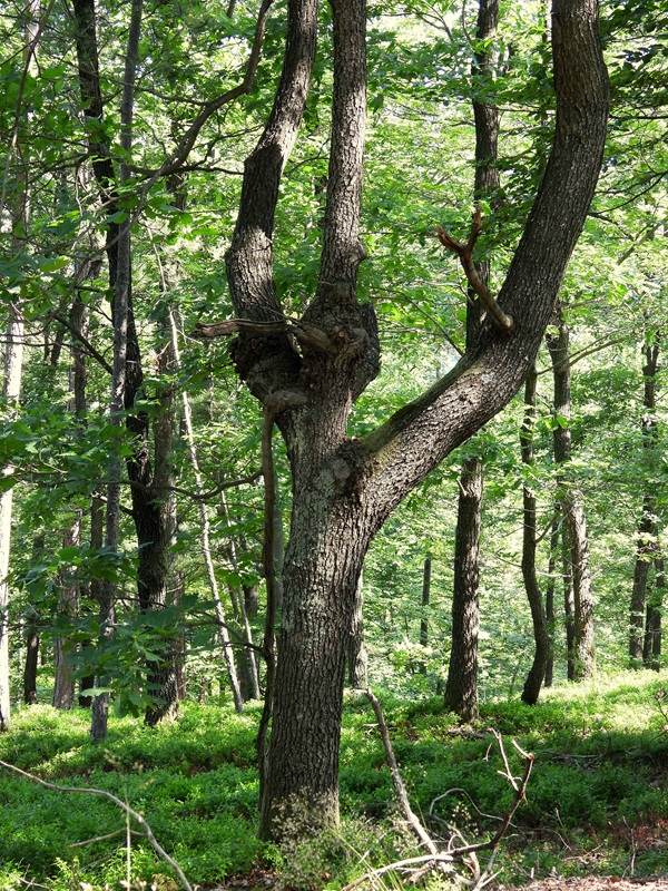 Lockenhaus hoch (12)