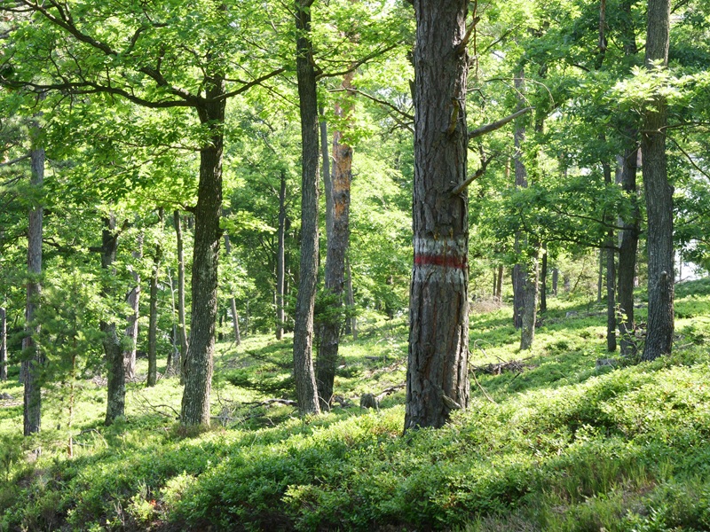 Lockenhaus quer (24)