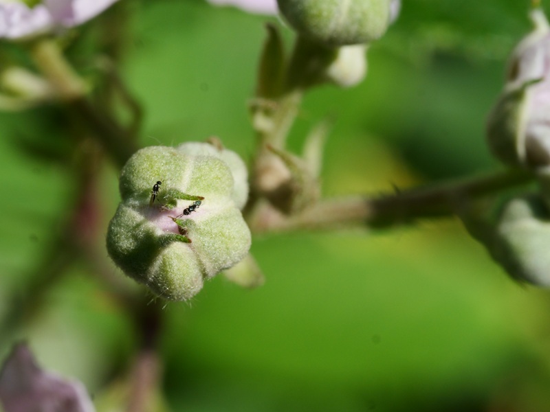 Lockenhaus quer (26)