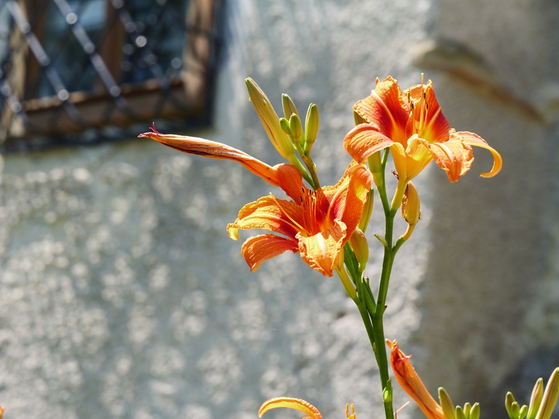 Lockenhaus quer (27)