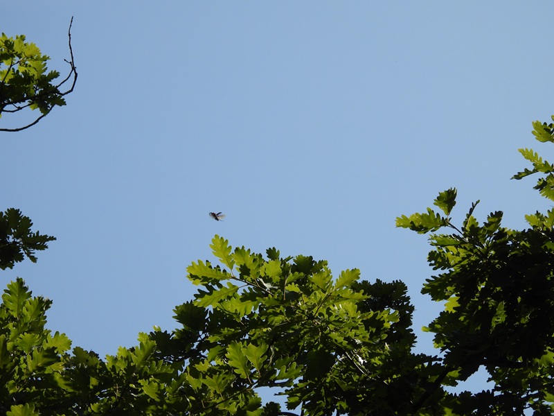 Lockenhaus quer (31)