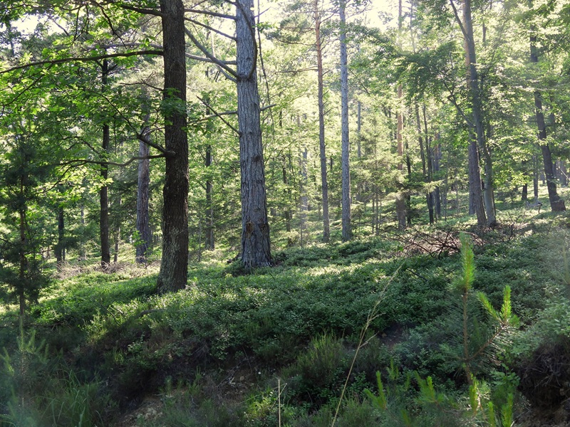 Lockenhaus quer (32)