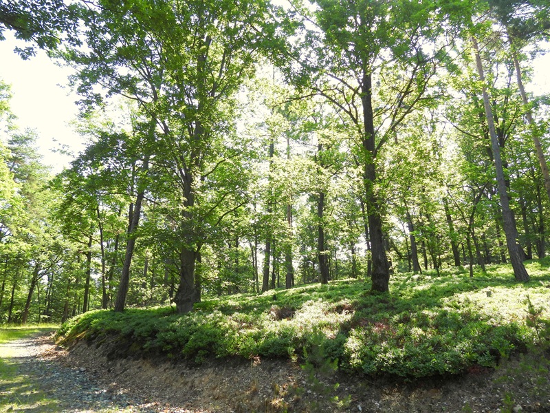 Lockenhaus quer (33)